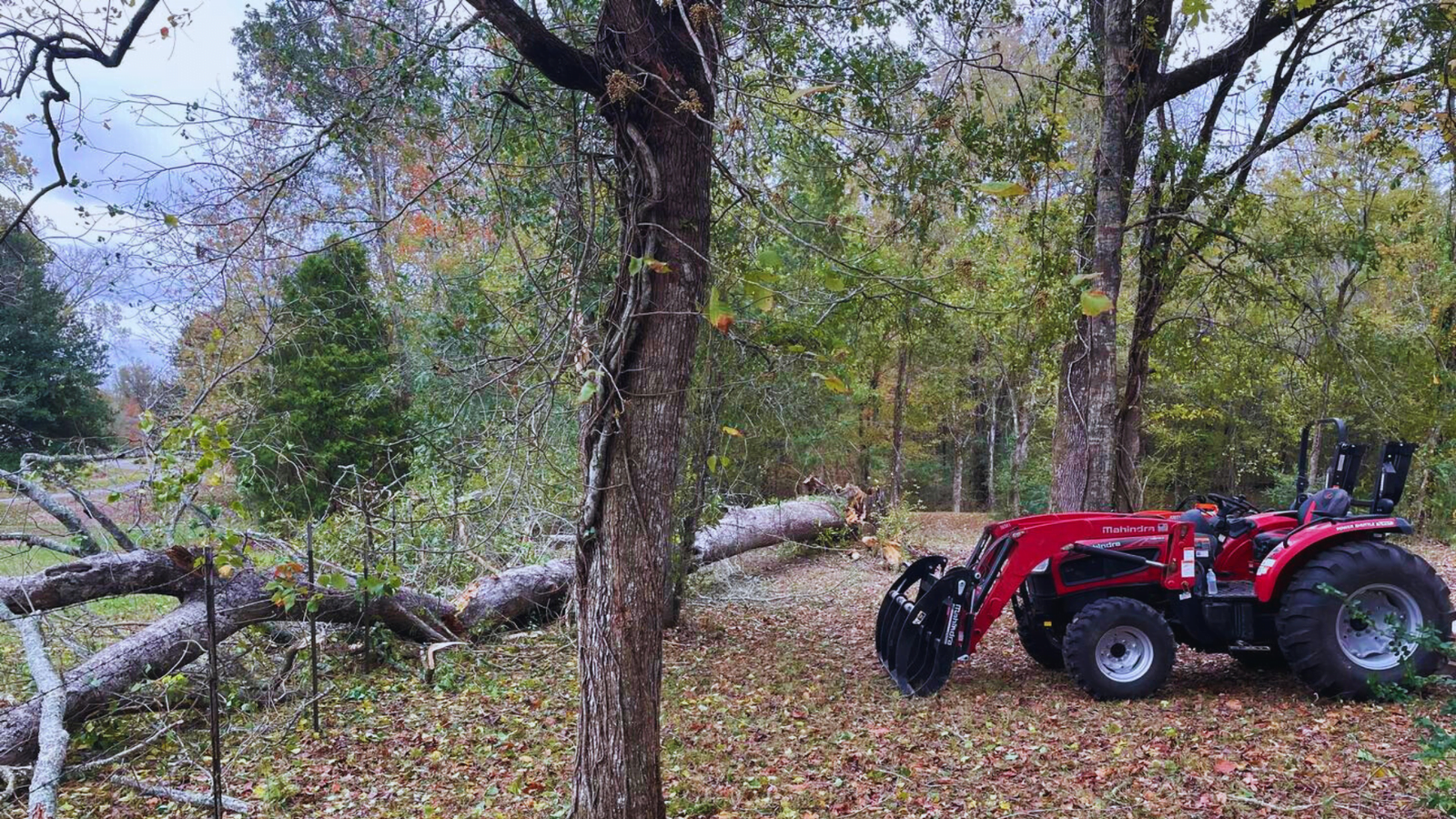 Tractor By Downed Tree